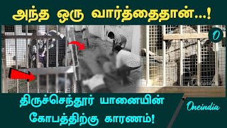 Tiruchendur Temple Elephant Attack மதம் பிடிக்காமலே கொன்றது எப்படி  Oneindia Tamil [upl. by Ainala]