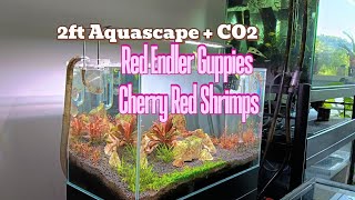 Red Plants with CO2 setup my Shrimp  Endler Guppy Breeding tank aquascape Planted communitytank [upl. by Niram39]