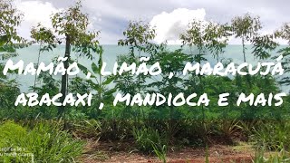 Plantando mamão em consórcio  Agricultura Sintropica [upl. by Kcirdor]