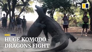 Two huge Komodo dragons fight on Indonesian island [upl. by Sueaddaht]