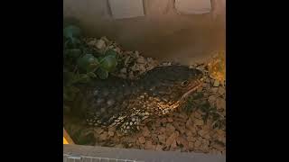 female shingleback skink [upl. by Ylelhsa906]