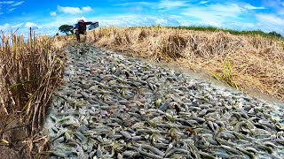 wow amazing fishing a fisherman catch a lot of fish at rice field catch by hand [upl. by Marzi]