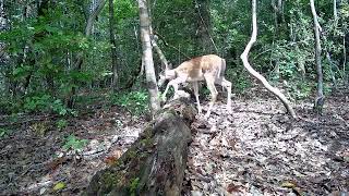 Whitetailed deer 🦌 fawn [upl. by Ardnohsal748]