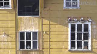 Blacklegged kittiwake nesting above a window Lofoten Norway August [upl. by Natsirk261]