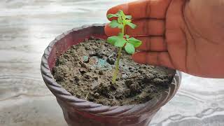 how to grow drumstick sahjan ko seed se kaise lagaye [upl. by Annej]