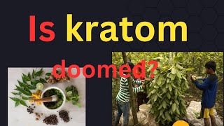 Kratom Kingdom videos explore the good and bad of kratom as well as a vlog [upl. by Bashuk503]