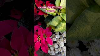 grow poinsettia like an expert poinsettias christmaspoinsettia gardeningaesthetics [upl. by Notsyrb702]