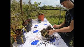 Parrots beak Gmelina pre bonsai cut back and repotting [upl. by Litman]