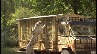 Tigerfütterung im SerengetiPark in Bus hautnah erleben [upl. by Adnilab]