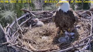 WRDC Eagle Nest Cam 06012022 1221 😂😁 [upl. by Anuqahs114]