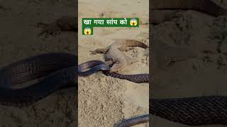 खा गया सांप को 😱😱RajSamratOfficial newviralshorts1 WildlifeAdvantureInHindi [upl. by Enawyd]