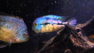 Flared Up Nicaragua Cichlid Female  Hypsophrys nicaraguensis [upl. by Ahsenit383]