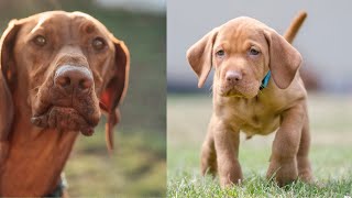 BEST VIZSLA PUPPY DOG COMPILATION 2022  Try Not To Laugh 😅😅 [upl. by Hayidan]