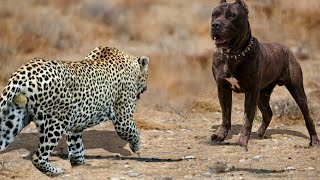 90 Craziest Animal Fights of All Time 2023 [upl. by Anitsahs114]