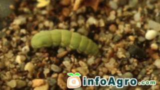 Spodoptera exigua Beet armyworm [upl. by Rednaskela964]