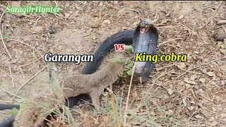 Pertarungan Tenggarangan betina versus King cobra [upl. by Harned]