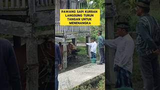 pawang sapi kurban turun tangga ketika ada sapi kurban mengamuk ‼️‼️sapi kurban iduladha [upl. by Dickens]