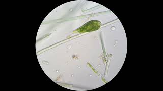 Euglena viridis under a microscope Demonstrates amazing flexibility [upl. by Ayaros]