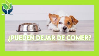 Cuanto tiempo puede estar un perro sin comer [upl. by Eniamor]