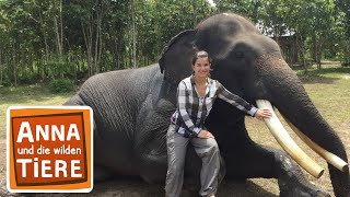 Beim Elefantendoktor  Reportage für Kinder  Anna und die wilden Tiere [upl. by Rettuc]