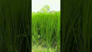 Aisa desh hai mera song beautiful  nature ✨💚💚💚💚💚💚💚💚 [upl. by Bruner]