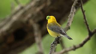 Prothonotary Warbler Sings [upl. by Rialcnis]