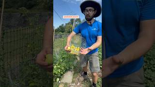 TALKIN’ TOMATILLO HARVEST locallygrown urbanfarming garden explore permaculture tomatillo [upl. by Acinoreb645]