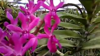 Renanthera Orchid quotAzimanbe Orchisquot with Shocking Pink Flower [upl. by Pavier822]