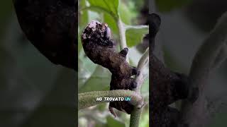 La SFINGE TESTA di MORTO🐛  Acherontia atropos🦋 [upl. by Sibbie]