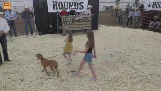 Horse Hounds and Mules Sale Farmington NM 2024 [upl. by Rosalba132]