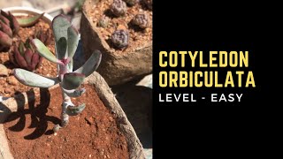 COTYLEDON ORBICULATA [upl. by Bulley]