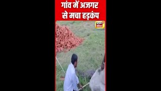 वन विभाग की टीम ने अजगर का किया रेस्क्यू देखें विडियो  Kushinagar  Shorts  N18S [upl. by Wivinia]