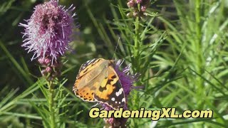 Dense Blazing Star in the Garden [upl. by Specht100]