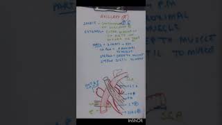 axillary artery notes free crash course anatomy anatomy free education mbbs exam doctor bhms [upl. by Antonio460]