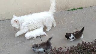 Mother Cat Walking With Her Kittens And Hitting Them To Go Inside  White Cat Protecting Her Kittens [upl. by Fauch]