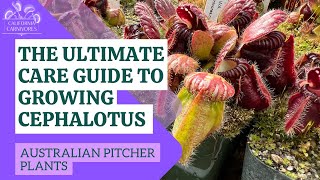 The Ultimate Guide to Growing Cephalotus [upl. by Noryv]