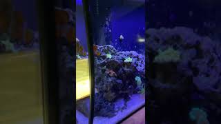 Fluval flex 325 saltwater mixed reef aquarium [upl. by Ellahcim414]