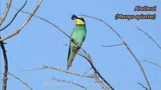 OCELLS CANTANT 02 Abellerol  Abejaruco  Beeeater  Merops apiaster  PÁJAROS CANTANDO [upl. by Sholley]