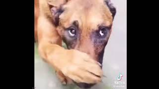 Dog Covers Nose because of smell meme [upl. by Tnahsarp121]