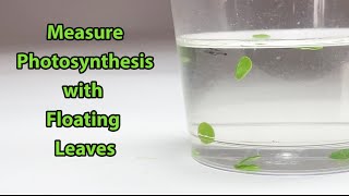 Measure Photosynthesis with Floating Leaves  Science Project [upl. by Paris]