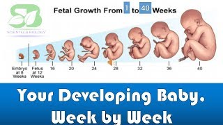 pregnancy week by week I foetus development I Week by week pregnancy I foetus development in womb I [upl. by Sigismond]