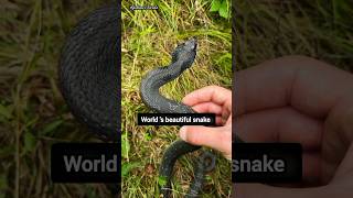 Amazing hognose snake  shorts snake [upl. by Amrak]