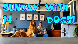 14 dogs on a SUNDAY Dog boarding business from the homestead dogboarding vlog [upl. by Namilus]