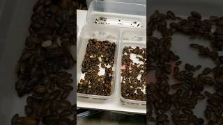 What To Expect When Breeding Dubia Roaches When To Start Feeding From Your ColonyBreeder Tips [upl. by Olraced]