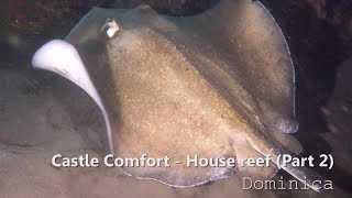 Dominica  Night dive house reef  Comfort Castle [upl. by Mccreery917]