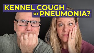 Does My Dog Have Kennel Cough or Pneumonia Mysterious Respiratory Illness in Dogs [upl. by Nylanna]