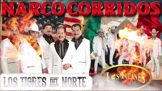 Los Tigres y Los Tucanes Mix Corridos  Narco Corridos 2024 [upl. by Qirat89]