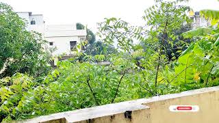 Beauty of Nature  Tales of Monsoon Rains🌧️ India  nature monsoon india asrm asrmsounds [upl. by Enylcaj911]