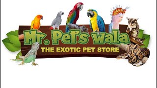 Mr pets wala new offer [upl. by Etnasa]