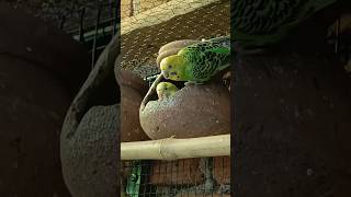 Male buggies feeding the female budgies🤩😍🥰💚feedingbaby birds budgies lovebirds parrot shorts [upl. by Erdnoid]